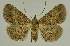  ( - BC EF Lep 02634)  @14 [ ] Copyright (2010) Unspecified Research Collection of Egbert Friedrich
