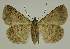  ( - BC EF Lep 02634)  @13 [ ] Copyright (2010) Unspecified Research Collection of Egbert Friedrich
