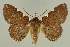  ( - BC EF Lep 02635)  @14 [ ] Copyright (2010) Unspecified Research Collection of Egbert Friedrich