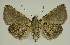  ( - BC EF Lep 02645)  @13 [ ] Copyright (2010) Unspecified Research Collection of Egbert Friedrich