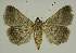  ( - BC EF Lep 02646)  @13 [ ] Copyright (2010) Unspecified Research Collection of Egbert Friedrich