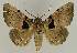 (Avatha subpunctata - BC EF Lep 02661)  @14 [ ] Copyright (2010) Unspecified Research Collection of Egbert Friedrich