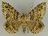 (Polydesmiola - BC EF Lep 02662)  @15 [ ] Copyright (2010) Unspecified Research Collection of Egbert Friedrich