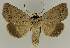  ( - BC EF Lep 02664)  @14 [ ] Copyright (2010) Unspecified Research Collection of Egbert Friedrich