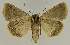  ( - BC EF Lep 02666)  @14 [ ] Copyright (2010) Unspecified Research Collection of Egbert Friedrich