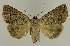  ( - BC EF Lep 02674)  @14 [ ] Copyright (2010) Unspecified Research Collection of Egbert Friedrich