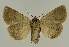  ( - BC EF Lep 02674)  @14 [ ] Copyright (2010) Unspecified Research Collection of Egbert Friedrich