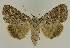  ( - BC EF Lep 02675)  @14 [ ] Copyright (2010) Unspecified Research Collection of Egbert Friedrich