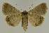  ( - BC EF Lep 02675)  @14 [ ] Copyright (2010) Unspecified Research Collection of Egbert Friedrich