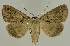  ( - BC EF Lep 02677)  @14 [ ] Copyright (2010) Unspecified Research Collection of Egbert Friedrich