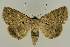  ( - BC EF Lep 02678)  @14 [ ] Copyright (2010) Unspecified Research Collection of Egbert Friedrich