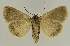  ( - BC EF Lep 02678)  @14 [ ] Copyright (2010) Unspecified Research Collection of Egbert Friedrich