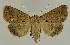  ( - BC EF Lep 02679)  @14 [ ] Copyright (2010) Unspecified Research Collection of Egbert Friedrich