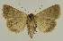  ( - BC EF Lep 02679)  @14 [ ] Copyright (2010) Unspecified Research Collection of Egbert Friedrich