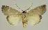  ( - BC EF Lep 02680)  @13 [ ] Copyright (2010) Unspecified Research Collection of Egbert Friedrich