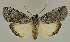  ( - BC EF Lep 02681)  @14 [ ] Copyright (2010) Unspecified Research Collection of Egbert Friedrich