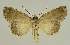  ( - BC EF Lep 02682)  @13 [ ] Copyright (2010) Unspecified Research Collection of Egbert Friedrich