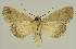  ( - BC EF Lep 02683)  @13 [ ] Copyright (2010) Unspecified Research Collection of Egbert Friedrich