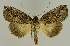  ( - BC EF Lep 02686)  @14 [ ] Copyright (2010) Unspecified Research Collection of Egbert Friedrich
