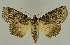  ( - BC EF Lep 02687)  @14 [ ] Copyright (2010) Unspecified Research Collection of Egbert Friedrich