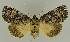  ( - BC EF Lep 02688)  @14 [ ] Copyright (2010) Unspecified Research Collection of Egbert Friedrich