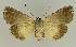  ( - BC EF Lep 02688)  @13 [ ] Copyright (2010) Unspecified Research Collection of Egbert Friedrich