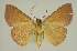  ( - BC EF Lep 02692)  @13 [ ] Copyright (2010) Unspecified Research Collection of Egbert Friedrich
