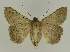  ( - BC EF Lep 02699)  @13 [ ] Copyright (2010) Unspecified Research Collection of Egbert Friedrich
