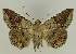  ( - BC EF Lep 02703)  @13 [ ] Copyright (2010) Unspecified Research Collection of Egbert Friedrich