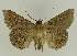  ( - BC EF Lep 02703)  @13 [ ] Copyright (2010) Unspecified Research Collection of Egbert Friedrich