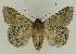  ( - BC EF Lep 02713)  @12 [ ] Copyright (2010) Unspecified Research Collection of Egbert Friedrich