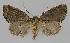  ( - BC EF Alc 01037)  @13 [ ] Copyright (2010) Unspecified Research Collection of Egbert Friedrich