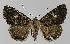  ( - BC EF Alc 01045)  @13 [ ] Copyright (2010) Unspecified Research Collection of Egbert Friedrich