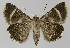  ( - BC EF Alc 01075)  @14 [ ] Copyright (2010) Unspecified Research Collection of Egbert Friedrich