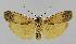  (Brunia replana - BC EF Alc 01113)  @14 [ ] Copyright (2010) Unspecified Research Collection of Egbert Friedrich
