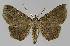  (Heterormista psammochroa - BC EF Alc 01120)  @14 [ ] Copyright (2010) Unspecified Research Collection of Egbert Friedrich