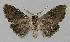  ( - BC EF Alc 01141)  @13 [ ] Copyright (2010) Unspecified Research Collection of Egbert Friedrich