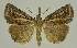  (Hypena sp. EF01 - BC EF Alc 01587)  @14 [ ] Copyright (2010) Unspecified Research Collection of Egbert Friedrich