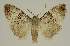 (Acatapaustus EF02 - BC EF Alc 01601)  @14 [ ] Copyright (2010) Unspecified Research Collection of Egbert Friedrich