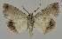  ( - BC EF Lep 02000)  @13 [ ] Copyright (2010) Unspecified Research Collection of Egbert Friedrich