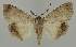  ( - BC EF Lep 02001)  @13 [ ] Copyright (2010) Unspecified Research Collection of Egbert Friedrich