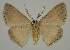  ( - BC EF Lep 02032)  @13 [ ] Copyright (2010) Unspecified Research Collection of Egbert Friedrich