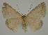  ( - BC EF Lep 02033)  @13 [ ] Copyright (2010) Unspecified Research Collection of Egbert Friedrich
