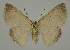  ( - BC EF Lep 02034)  @13 [ ] Copyright (2010) Unspecified Research Collection of Egbert Friedrich