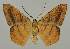  ( - BC EF Lep 02064)  @13 [ ] Copyright (2010) Unspecified Research Collection of Egbert Friedrich