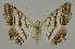  (Macaria margaritis - BC EF Lep 02067)  @14 [ ] Copyright (2010) Unspecified Research Collection of Egbert Friedrich