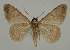  ( - BC EF Lep 02088)  @13 [ ] Copyright (2010) Unspecified Research Collection of Egbert Friedrich