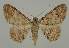  ( - BC EF Lep 02090)  @13 [ ] Copyright (2010) Unspecified Research Collection of Egbert Friedrich