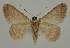  ( - BC EF Lep 02090)  @13 [ ] Copyright (2010) Unspecified Research Collection of Egbert Friedrich