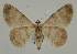  ( - BC EF Lep 02091)  @13 [ ] Copyright (2010) Unspecified Research Collection of Egbert Friedrich